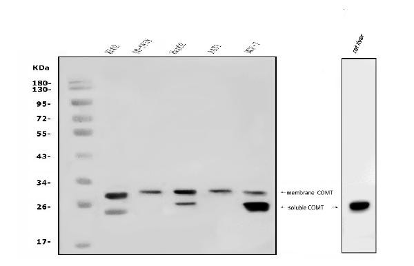 COMT Antibody in Western Blot (WB)