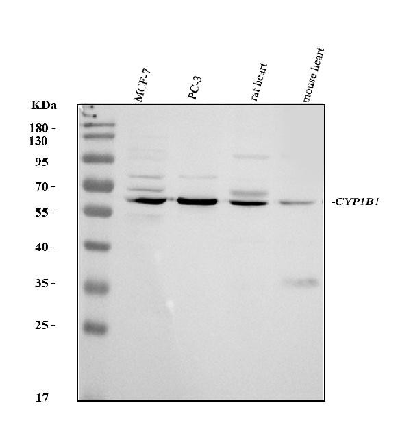 CYP1B1 Antibody in Western Blot (WB)