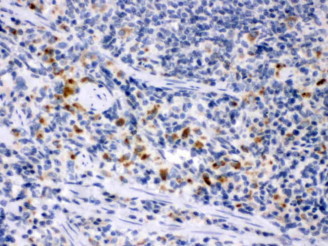 M-CSF Antibody in Immunohistochemistry (Paraffin) (IHC (P))