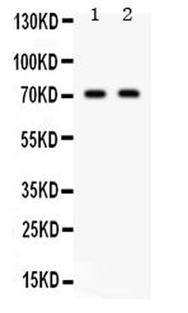 FZD1 Antibody in Western Blot (WB)