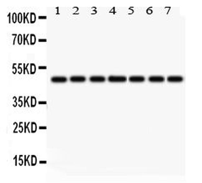 IDH1 Antibody in Western Blot (WB)