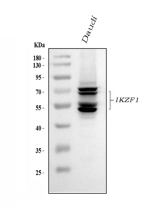 IKAROS Antibody in Western Blot (WB)