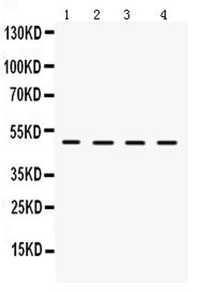 LCAT Antibody in Western Blot (WB)