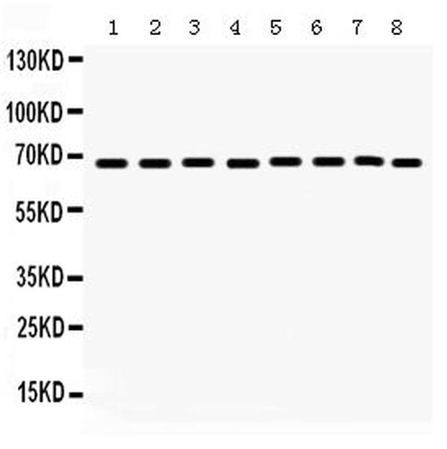 SHP2 Antibody in Western Blot (WB)