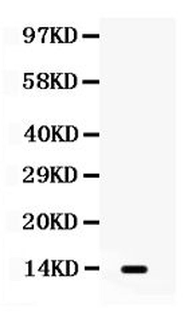 Lymphotactin Antibody in Western Blot (WB)