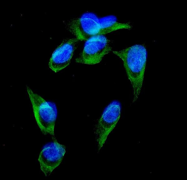 GRK3 Antibody in Immunocytochemistry (ICC/IF)