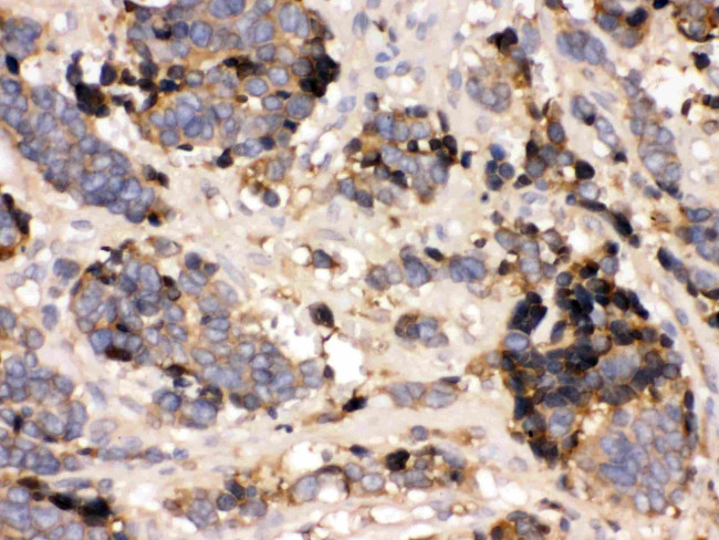 Transthyretin Antibody in Immunohistochemistry (Paraffin) (IHC (P))