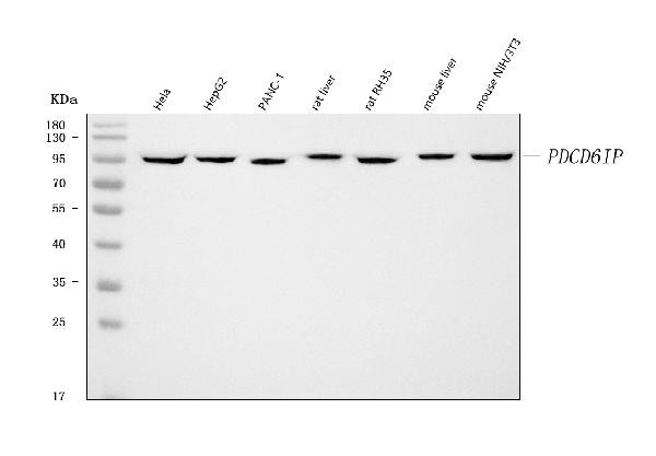 Alix Antibody in Western Blot (WB)