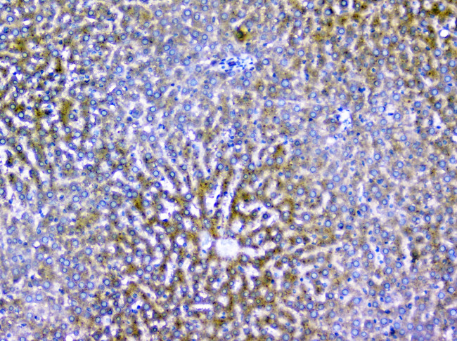 Alix Antibody in Immunohistochemistry (Paraffin) (IHC (P))