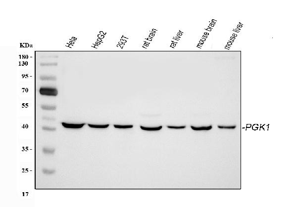 PGK1 Antibody in Western Blot (WB)