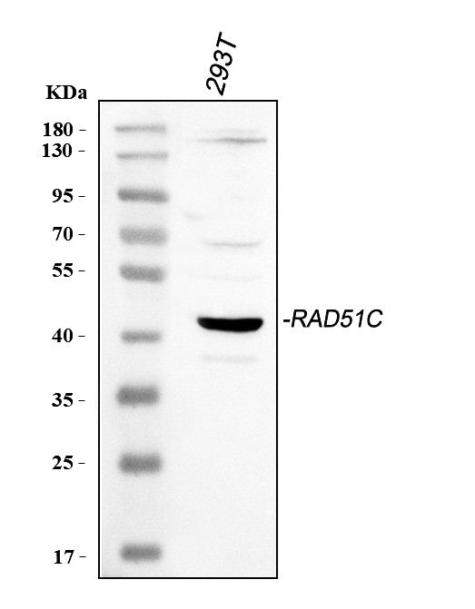 RAD51C Antibody in Western Blot (WB)