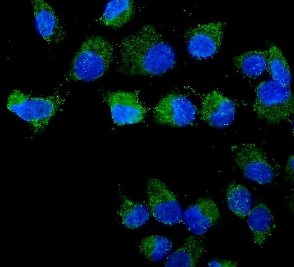 Unc18-2 Antibody in Immunocytochemistry (ICC/IF)