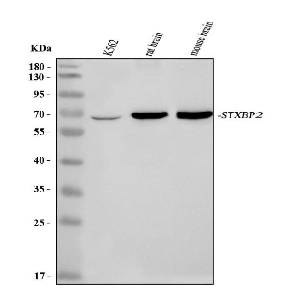 Unc18-2 Antibody in Western Blot (WB)