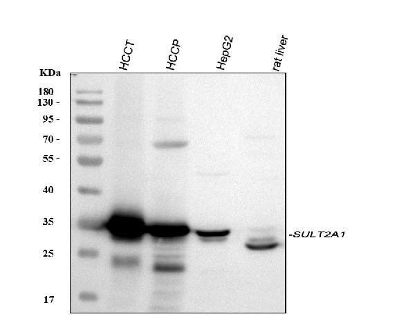 SULT2A1 Antibody in Western Blot (WB)