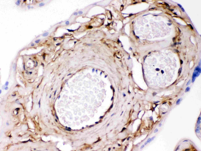 Galectin 1 Antibody in Immunohistochemistry (Paraffin) (IHC (P))