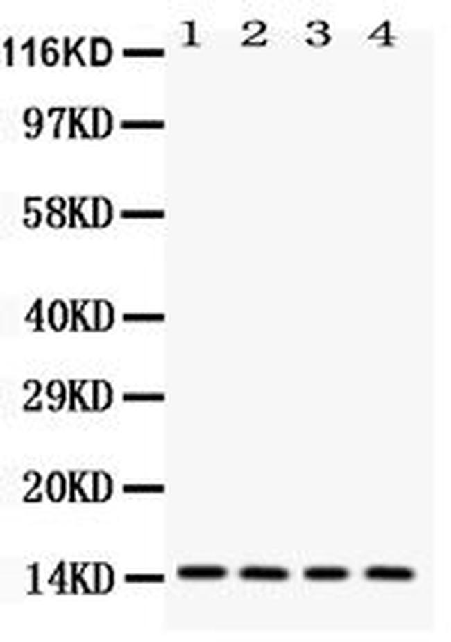 Galectin 1 Antibody in Western Blot (WB)