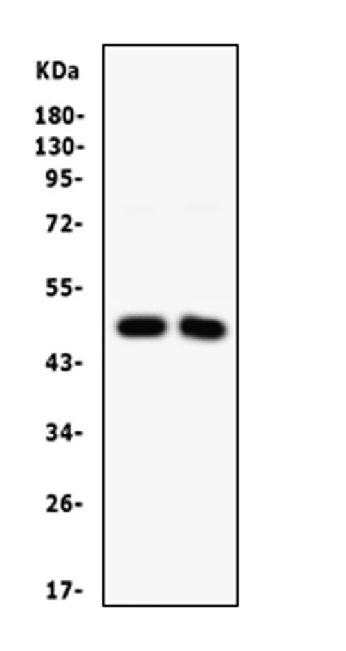 SFRP4 Antibody in Western Blot (WB)