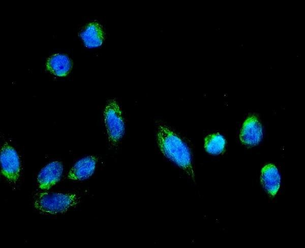 AFG3L2 Antibody in Immunocytochemistry (ICC/IF)