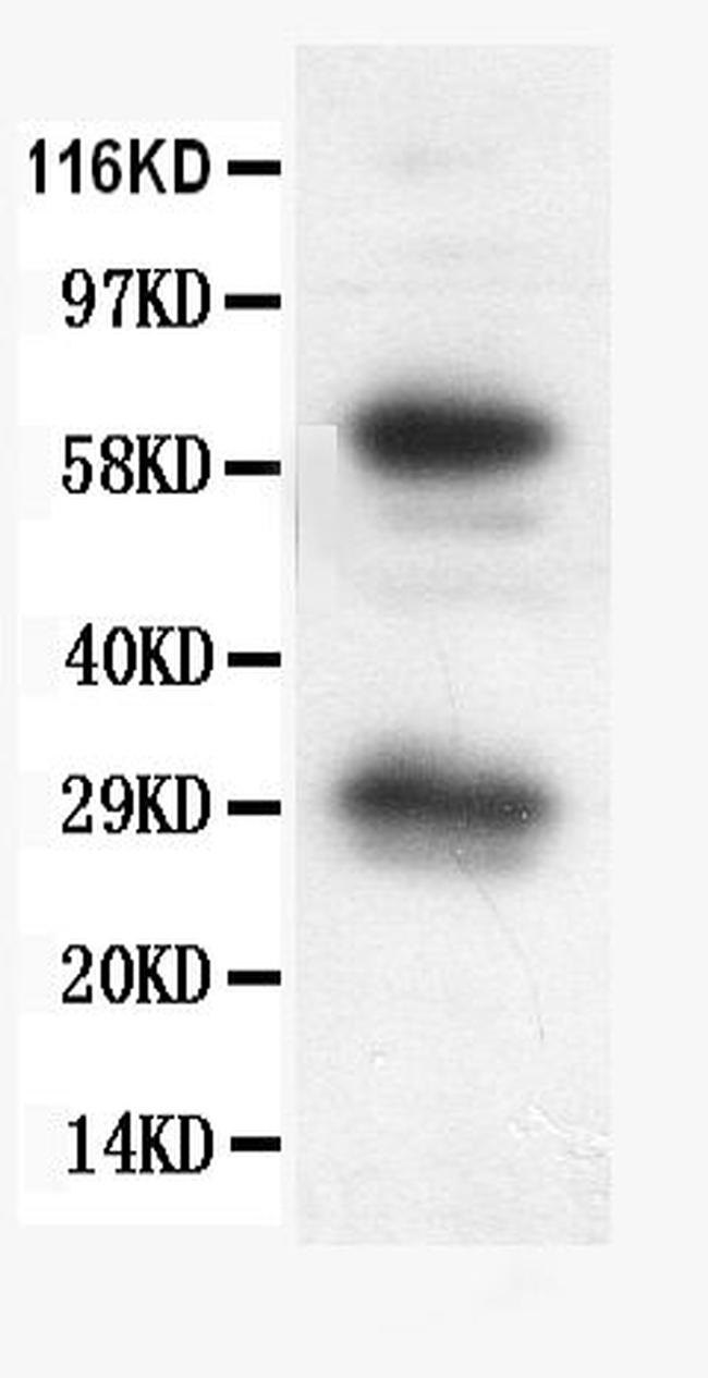 Bcl-X Antibody in Western Blot (WB)