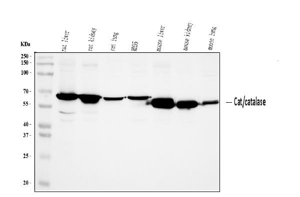 Catalase Antibody in Western Blot (WB)