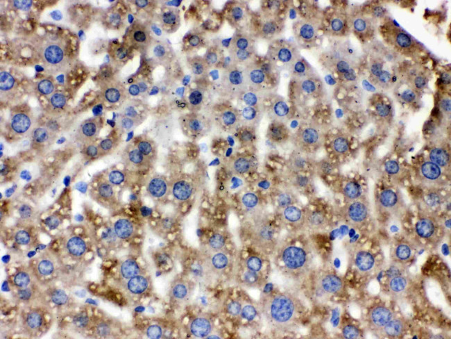 Catalase Antibody in Immunohistochemistry (Paraffin) (IHC (P))