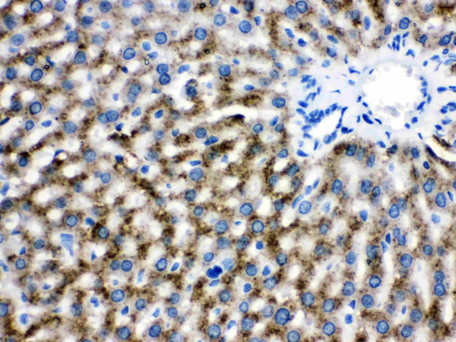 Catalase Antibody in Immunohistochemistry (Paraffin) (IHC (P))