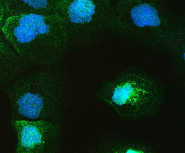 Galectin 4 Antibody in Immunocytochemistry (ICC/IF)