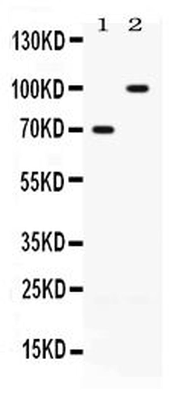 ZP1 Antibody in Western Blot (WB)