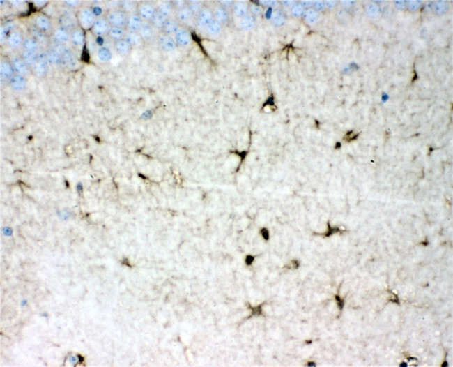 DDAH1 Antibody in Immunohistochemistry (Paraffin) (IHC (P))