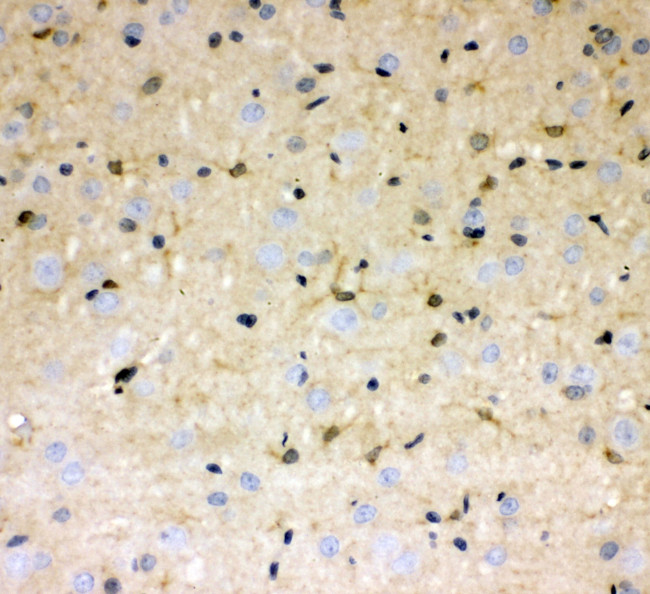 DDAH1 Antibody in Immunohistochemistry (Paraffin) (IHC (P))