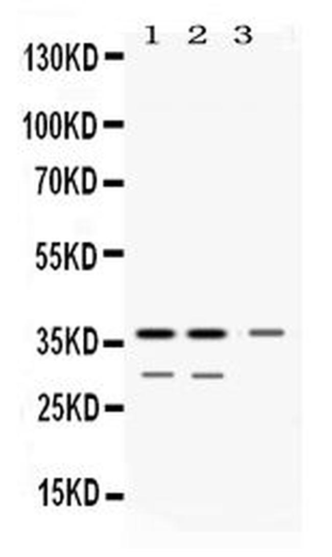 DDAH1 Antibody in Western Blot (WB)