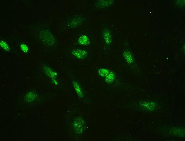 HMGB2 Antibody in Immunocytochemistry (ICC/IF)