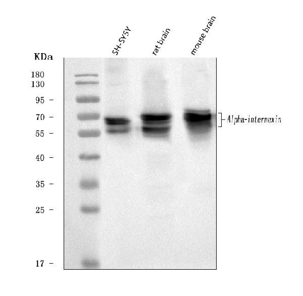 alpha Internexin Antibody in Western Blot (WB)