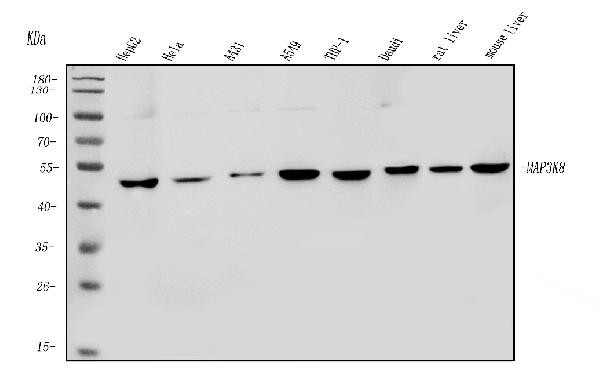 TPL2 Antibody in Western Blot (WB)