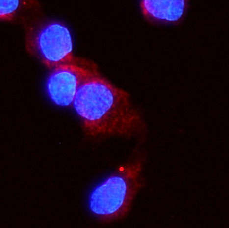 ACVR2A Antibody in Immunocytochemistry (ICC/IF)