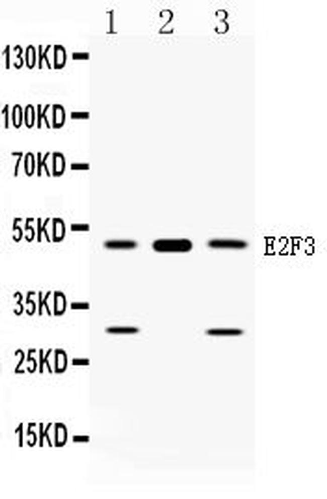 E2F3 Antibody in Western Blot (WB)