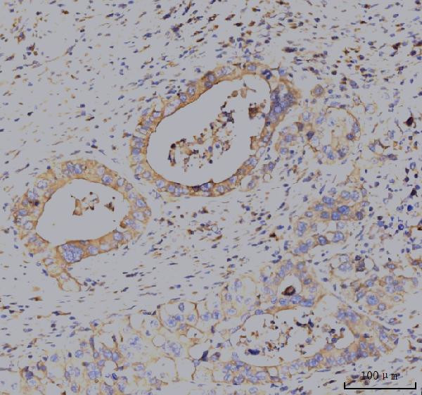 KCNQ1 Antibody in Immunohistochemistry (Paraffin) (IHC (P))