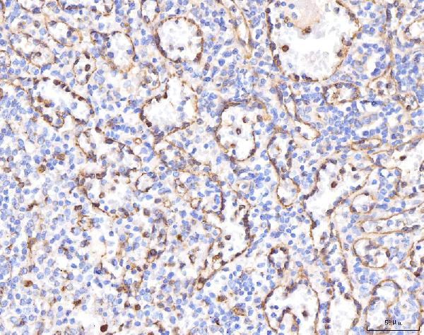 KCNQ1 Antibody in Immunohistochemistry (Paraffin) (IHC (P))