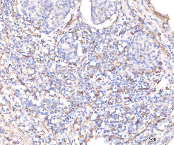 KCNQ1 Antibody in Immunohistochemistry (Paraffin) (IHC (P))