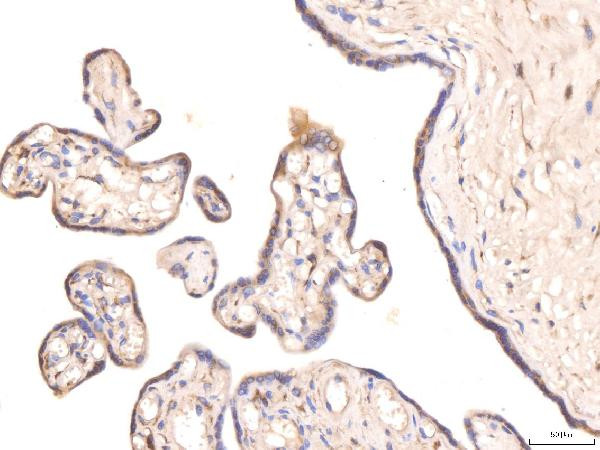 KCNQ1 Antibody in Immunohistochemistry (Paraffin) (IHC (P))