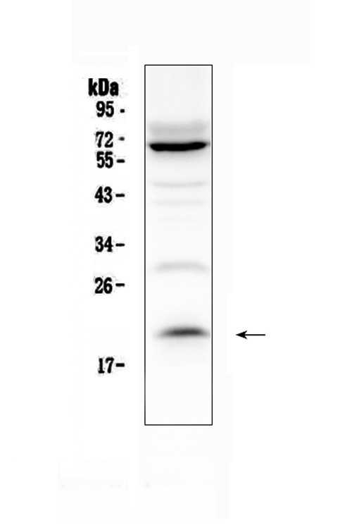 IL-13 Antibody in Western Blot (WB)