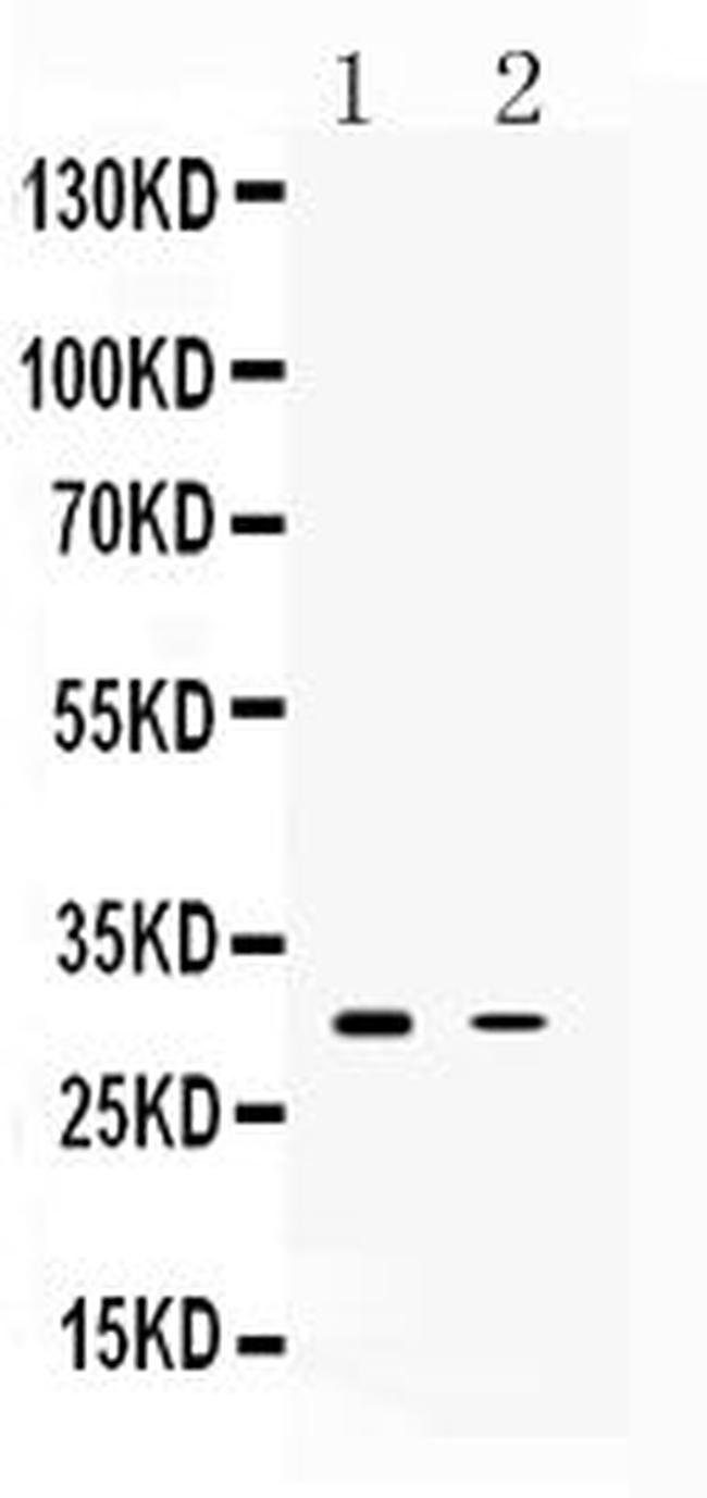 Tnfaip6 Antibody in Western Blot (WB)