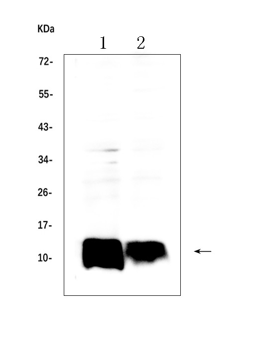 beta-2 Microglobulin Antibody in Western Blot (WB)