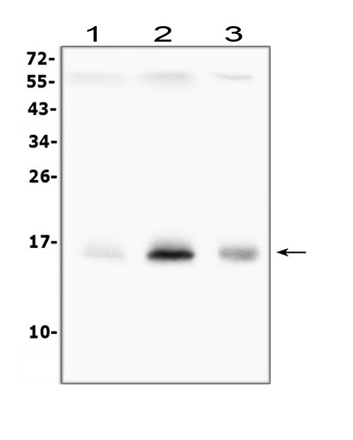 Survivin Antibody in Western Blot (WB)