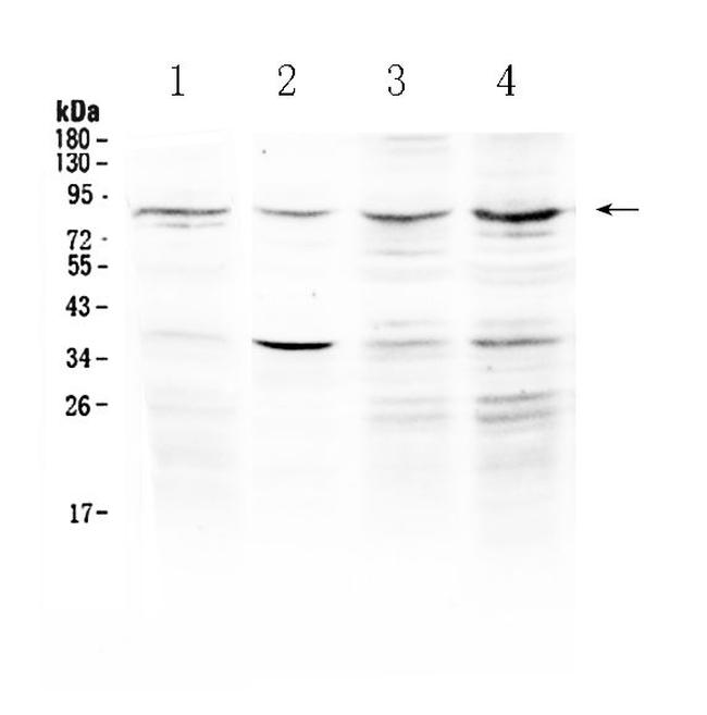 ECE1 Antibody in Western Blot (WB)