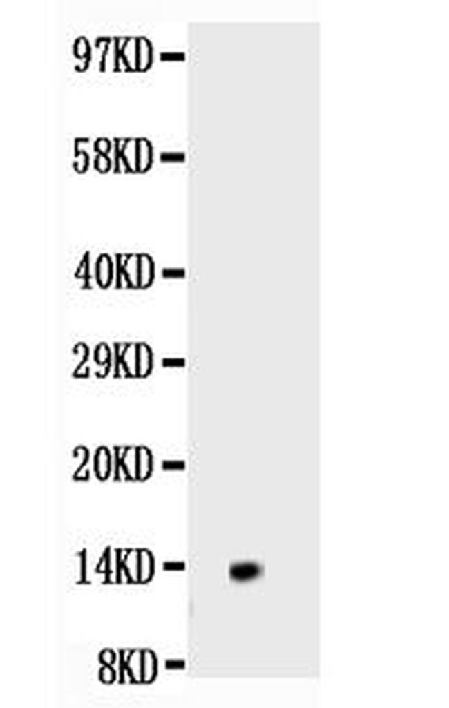 NGF Antibody in Western Blot (WB)