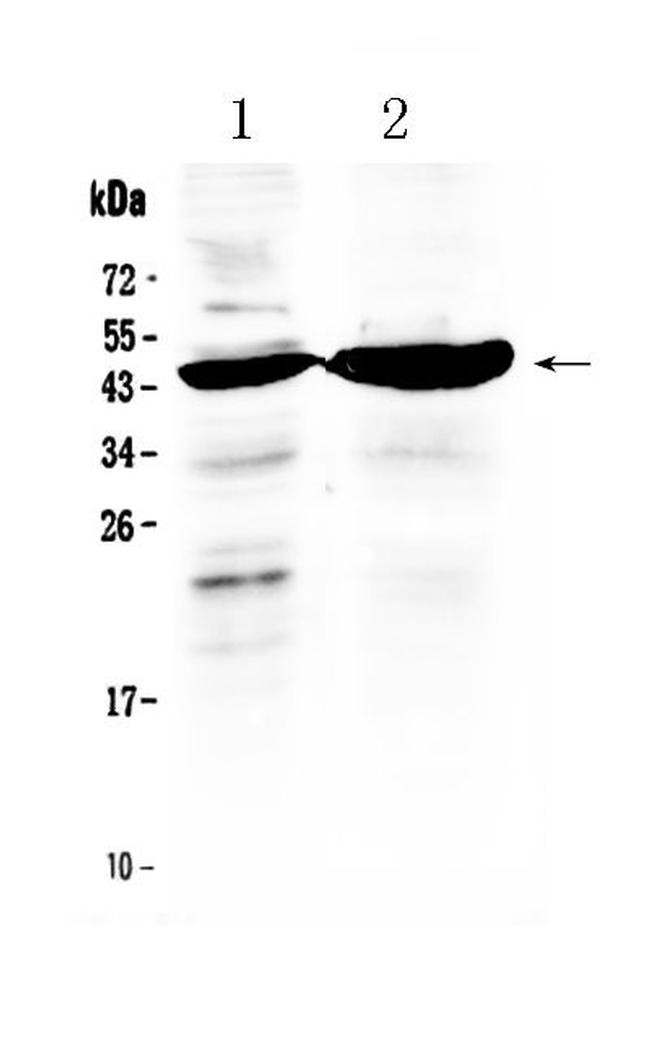 TFPI Antibody in Western Blot (WB)