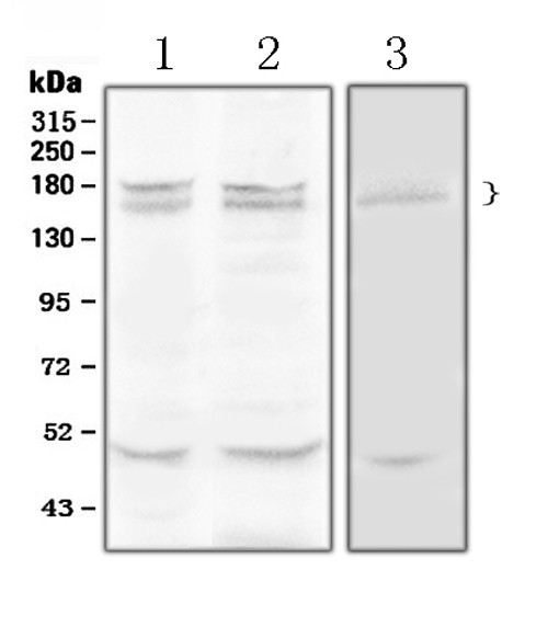 Thrombospondin 1 Antibody in Western Blot (WB)