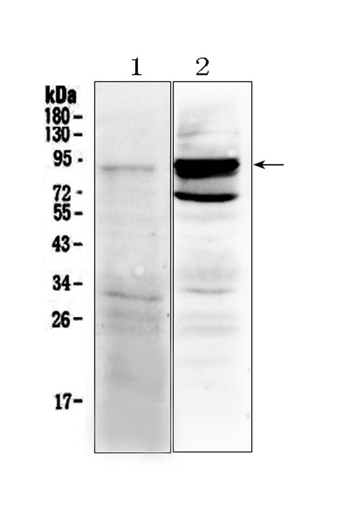 TLR2 Antibody in Western Blot (WB)