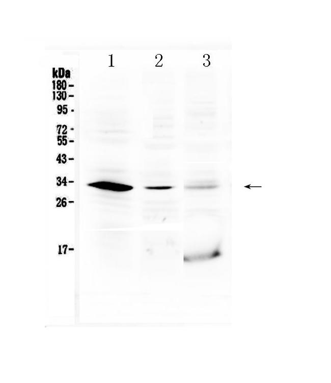 HOXB1 Antibody in Western Blot (WB)